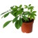 Schefflera potted plant. Elegant home plant with a lot of green leaves.. Minsk