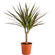Dracaena potted plant. This popular potted plant is a great gift for those who enjoy home planting.. Minsk