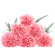 Pink Carnations. Minsk